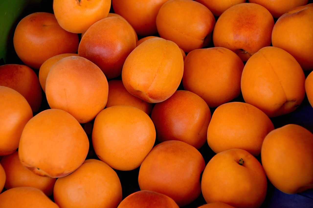 découvrez les produits de saison frais et de qualité pour une alimentation saine et savoureuse tout au long de l'année.