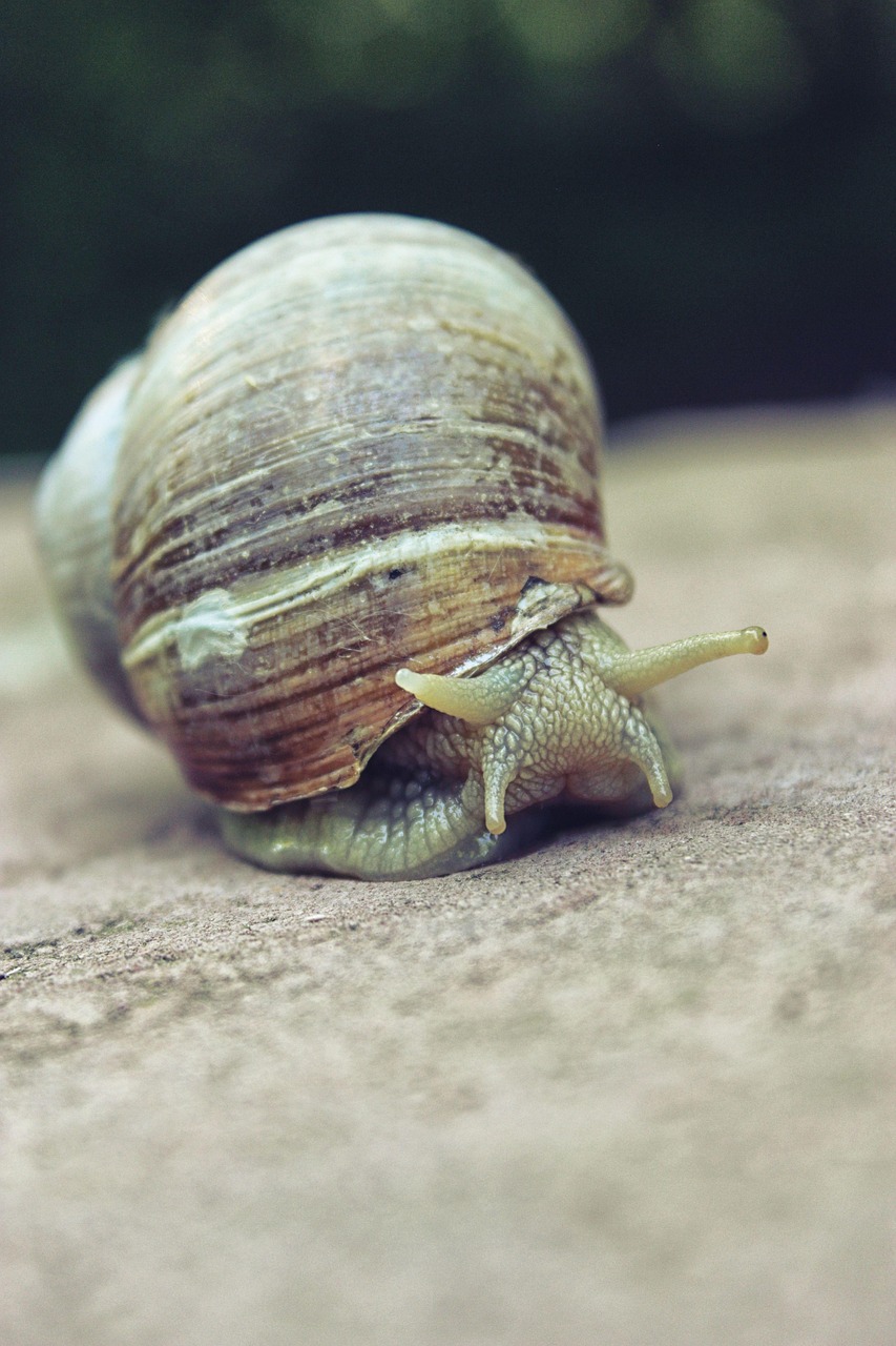 découvrez le mode de vie slow life : ralentissez, savourez chaque instant et retrouvez sérénité et bien-être au quotidien.