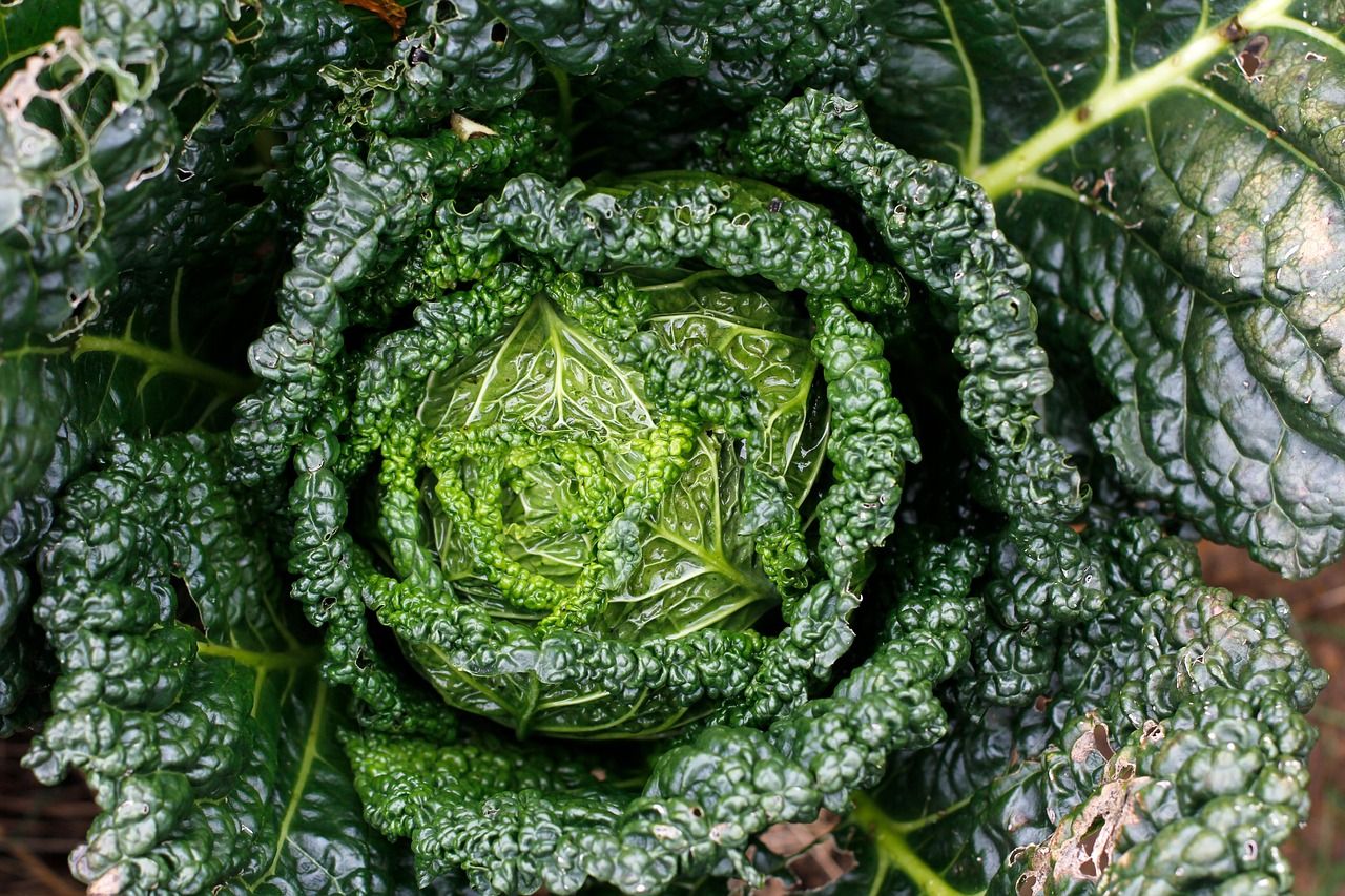 découvrez les techniques de la permaculture urbaine pour créer un jardin écologique et durable en milieu citadin.