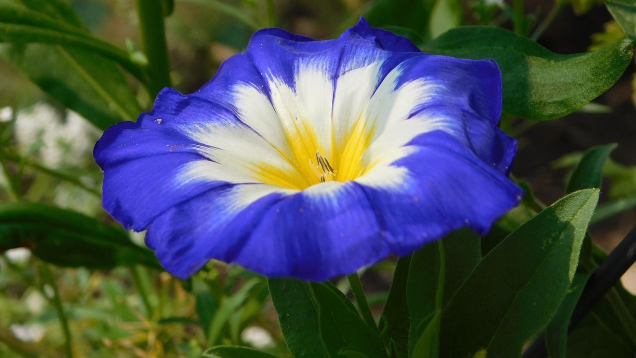 découvrez les mystères et la beauté d'une fleur inconnue, une merveille botanique aux secrets encore à dévoiler.