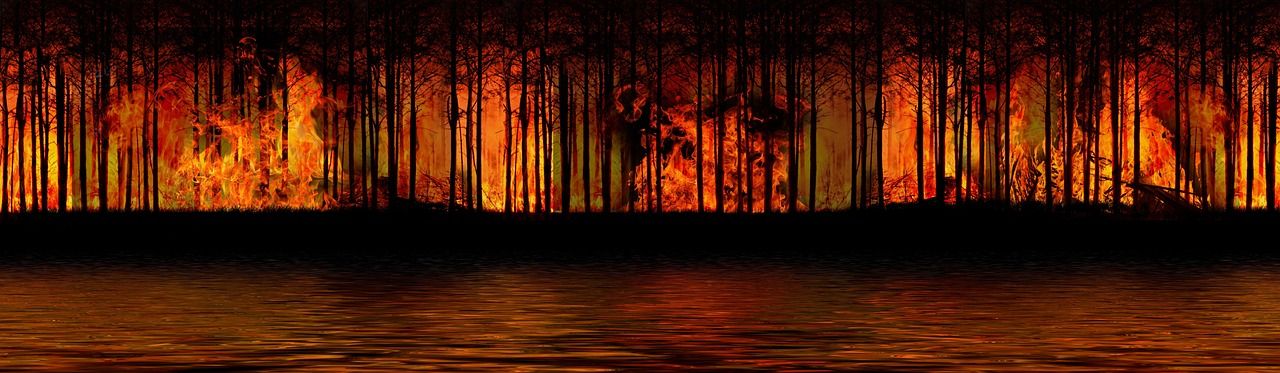 découvrez les causes, les impacts et les mesures de prévention des feux de forêt pour mieux protéger notre environnement et nos communautés.