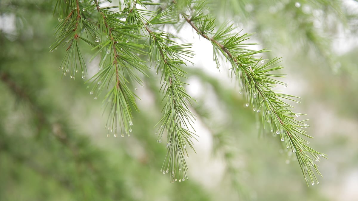 Récupération d’eau de pluie : astuces efficaces pour économiser en 2025