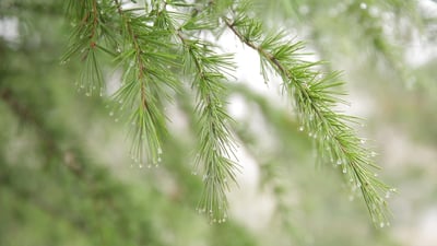 Récupération d’eau de pluie : astuces efficaces pour économiser en 2025