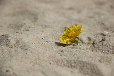 l’asie du sud face au défi : de la vulnérabilité climatique à la résilience
