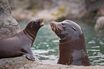 Ressources de la mer : Explorons leur importance et leur durabilité