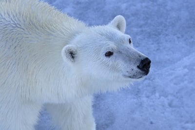Zone de conservation : comprendre son rôle crucial dans la préservation de la biodiversité
