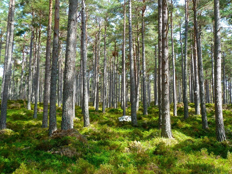 Écologie politique : Vers une transformation durable des sociétés modernes
