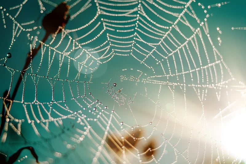 Préservation des habitats : enjeux et stratégies pour un avenir durable