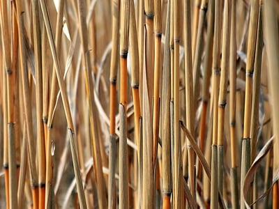 Vers une gouvernance efficace pour promouvoir une utilisation responsable et durable de la biomasse : l’analyse du CESE