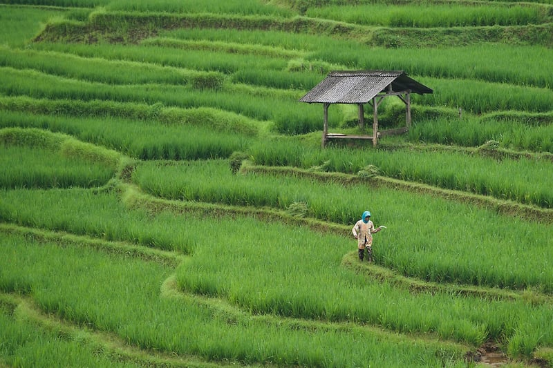 Fermes urbaines : l’avenir de l’agriculture en milieu citadin