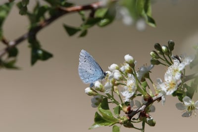 Protection des espèces menacées : Comment agir pour préserver la biodiversité