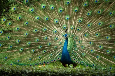 Comment favoriser la biodiversité dans votre jardin en 2025 ?