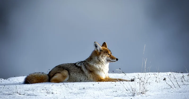 Pourquoi les coyotes s'en sortent mieux que les grenouilles