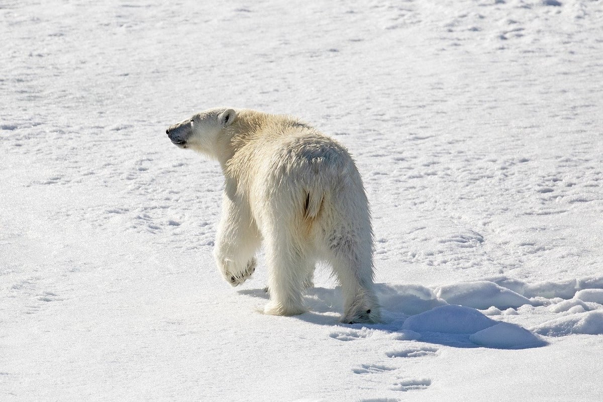 L’Union Européenne et son engagement en Arctique : un combat pour la durabilité et la lutte contre le changement climatique aux confins de notre planète