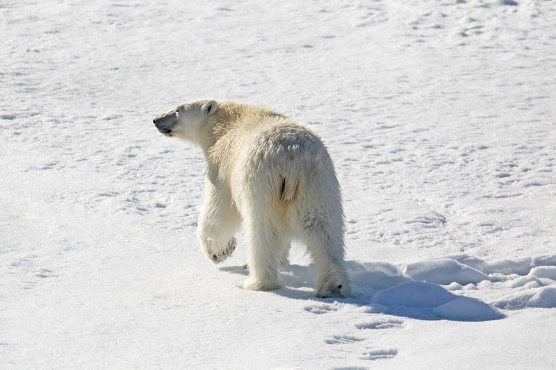 L’Union Européenne et son engagement en Arctique : un combat pour la durabilité et la lutte contre le changement climatique aux confins de notre planète