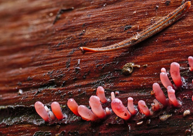 Bioadaptation : Comment les organismes s’ajustent aux changements environnementaux