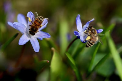 Biodiversité et infrastructures routières : des données inédites pour orienter les investissements durables