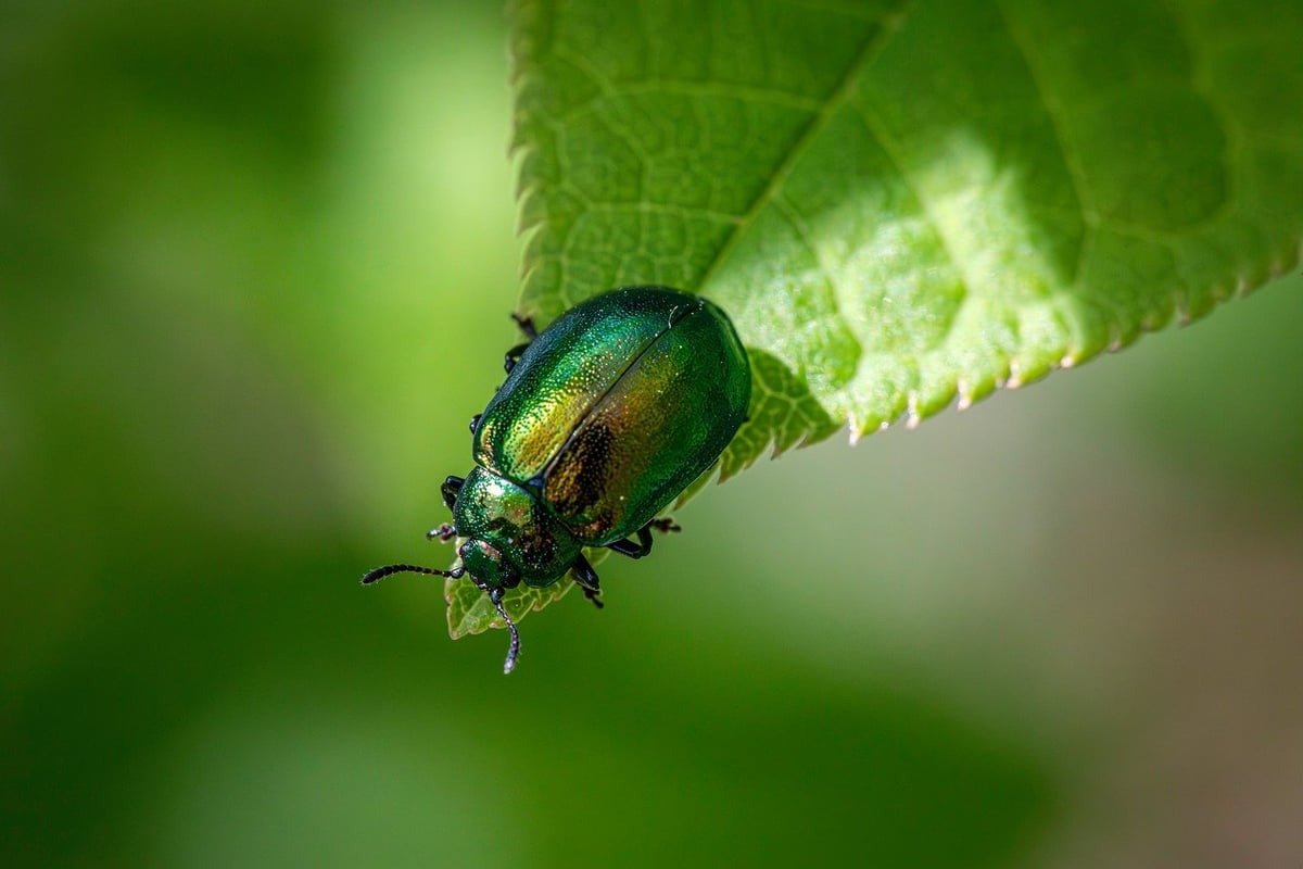 Des financements pour favoriser la protection de la biodiversité