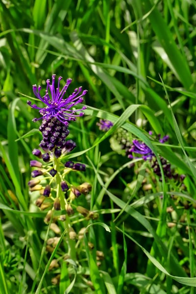 La mystérieuse fleur inconnue qui conquiert tous les massifs : découvrez pourquoi les jardiniers sont surpris…