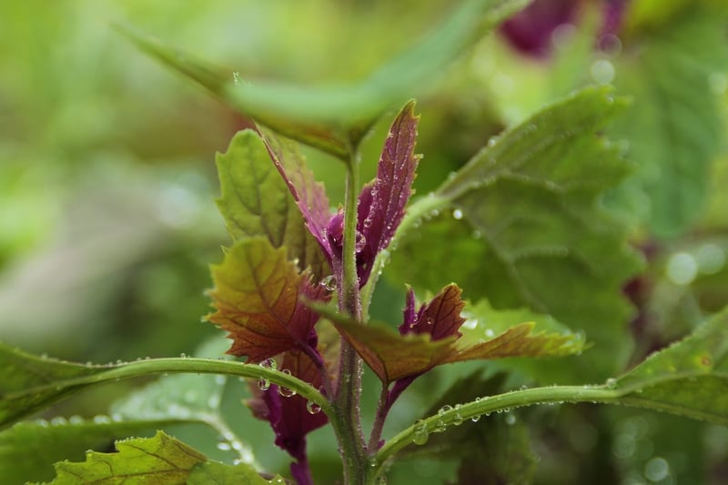 Jardinage bio sur balcon : astuces pour cultiver en ville en 2025