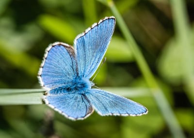 L’importance d’intégrer un spécialiste en biodiversité au sein des conseils d’administration pour favoriser une entreprise durable