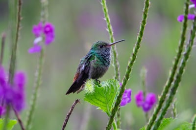 La biodiversité, clé de voûte de notre santé