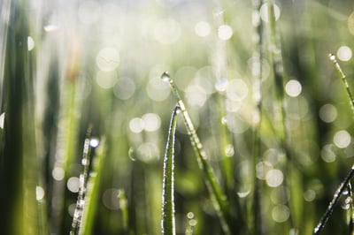 Bioéconomie : Une stratégie durable pour l’avenir de notre planète