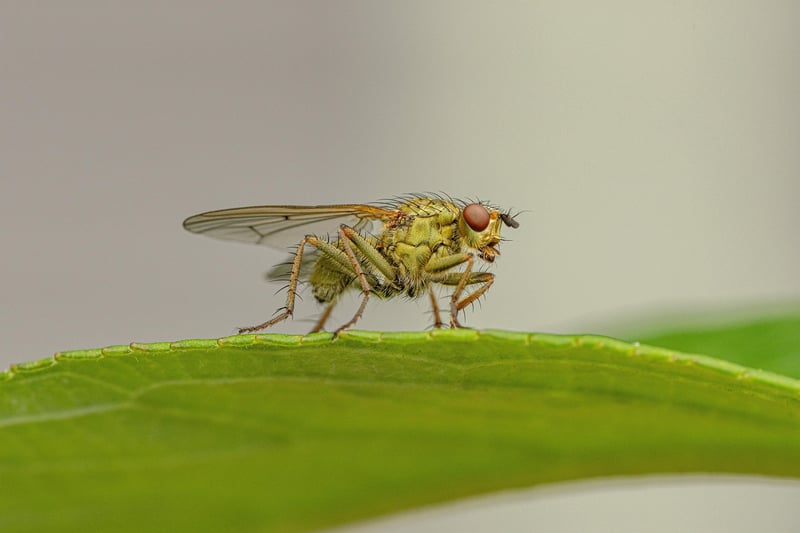 Biodiversité et politiques publiques : naviguer entre défis contradictoires et opportunités prometteuses