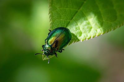 L’effondrement de la biodiversité : un déni tragique à ne pas ignorer