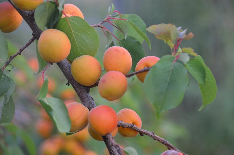 Agriculture régénérative : Les clés pour restaurer les sols et favoriser la biodiversité
