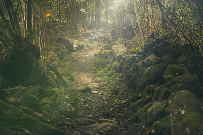 La forêt, pilier de la biodiversité et bouclier climatique