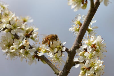 Quelles actions entreprendre lors de la journée mondiale du climat du 8 décembre ?