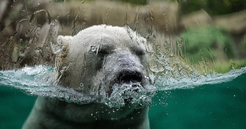Impact du changement climatique sur la faune locale : ce qui change déjà