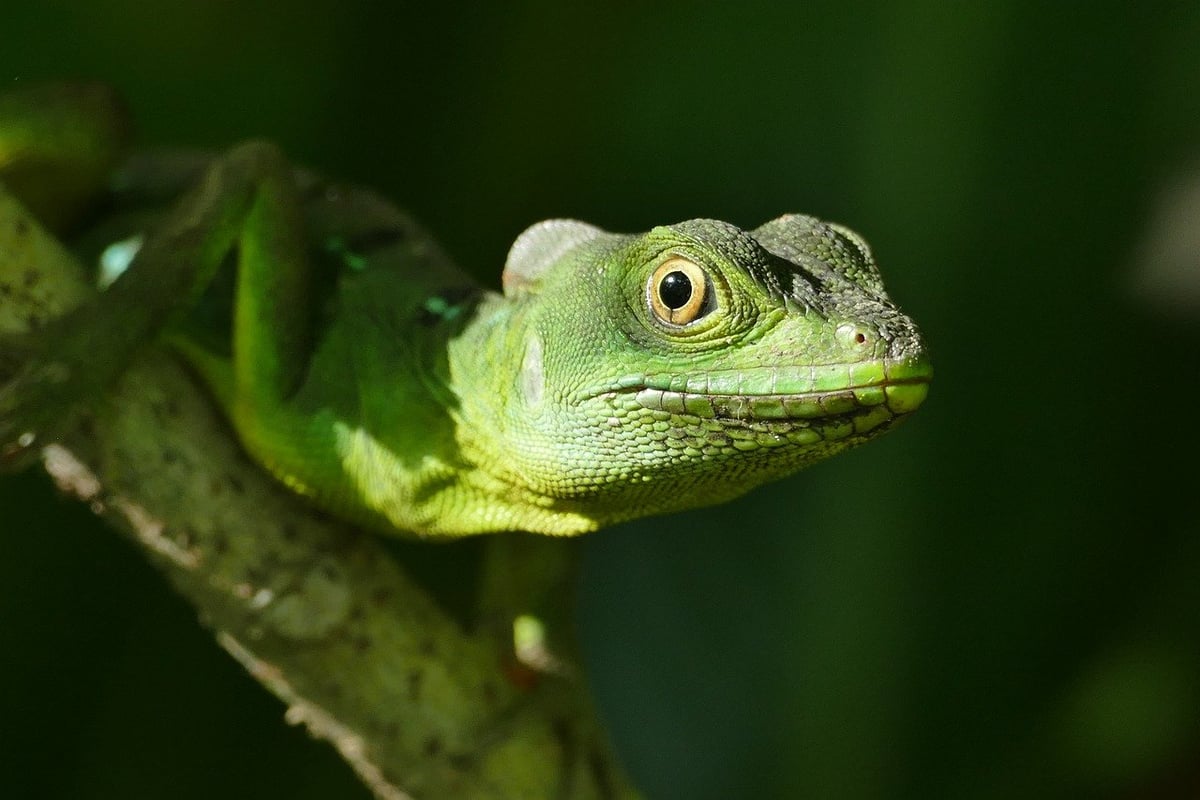 La préservation de la biodiversité : Engagements du Gabon et de The Nature Conservancy