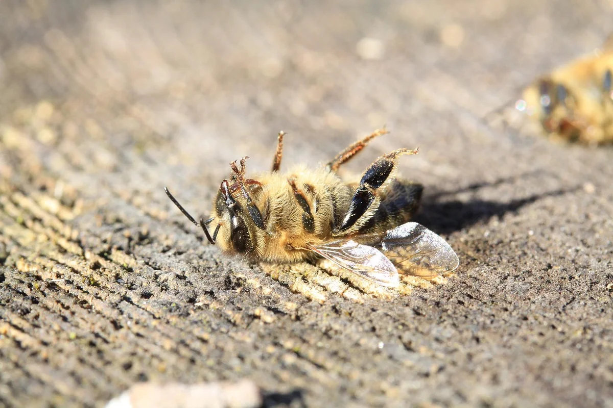 Comment protéger les pollinisateurs face au réchauffement climatique : les leviers concrets
