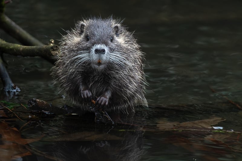Écosystèmes sains : clé de la biodiversité et de la durabilité
