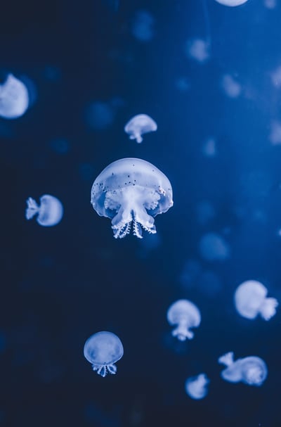 Amélioration de l’Alcalinité Océanique : Une Stratégie Innovante pour Lutter contre le Changement Climatique