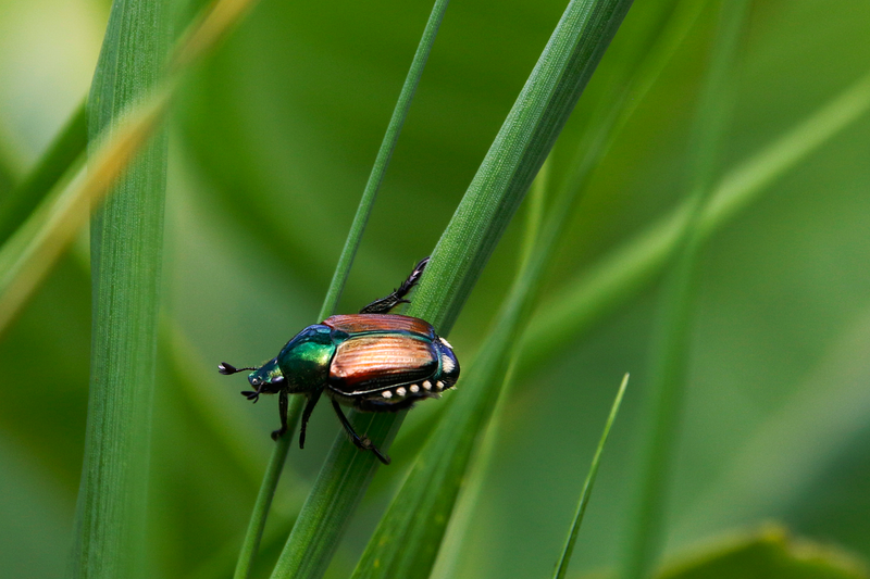 Biodiversité : Les relevés d’évaluation environnementale doivent être récents, selon le nouveau décret sur la simplification des normes