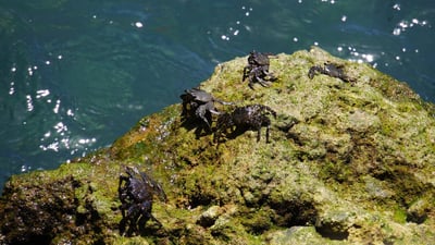 Impact des changements climatiques sur la biodiversité des océans