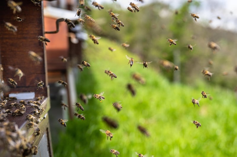 Comment protéger les pollinisateurs face au réchauffement climatique