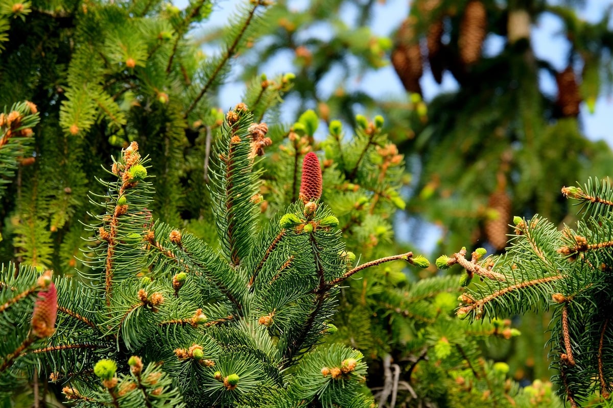 Gestion durable des forêts : stratégies pour préserver notre patrimoine naturel