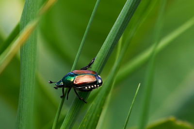 Un Grand Pas en Avant pour la Plaidoyer en faveur de la Biodiversité