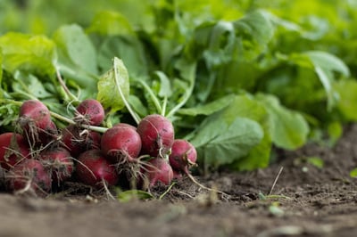 L’agriculture biologique : principes et avantages pour un avenir durable