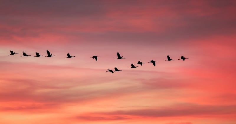 Impact du réchauffement climatique sur les oiseaux migrateurs
