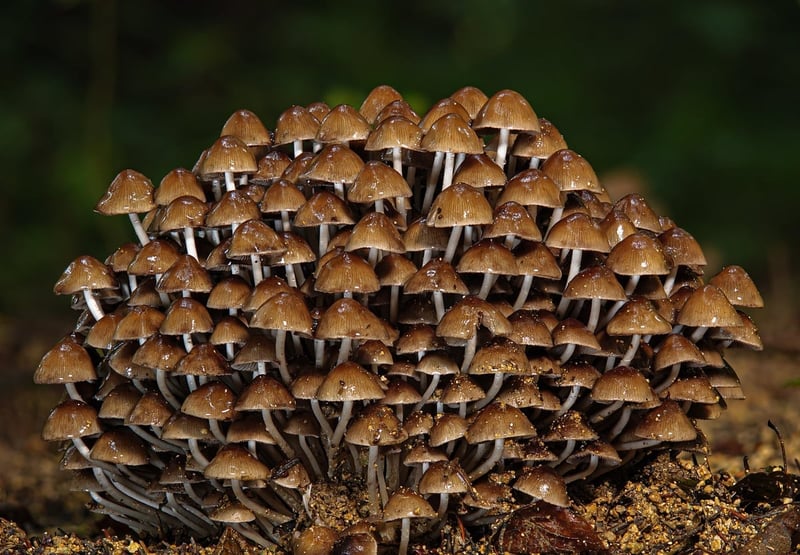 Propulser la biodiversité grâce à l’intelligence artificielle