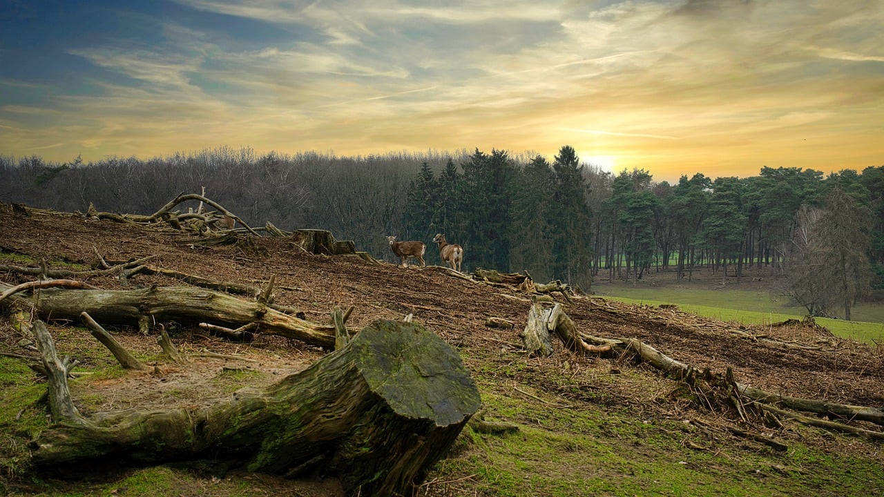 Comment la déforestation impacte-t-elle le climat ?