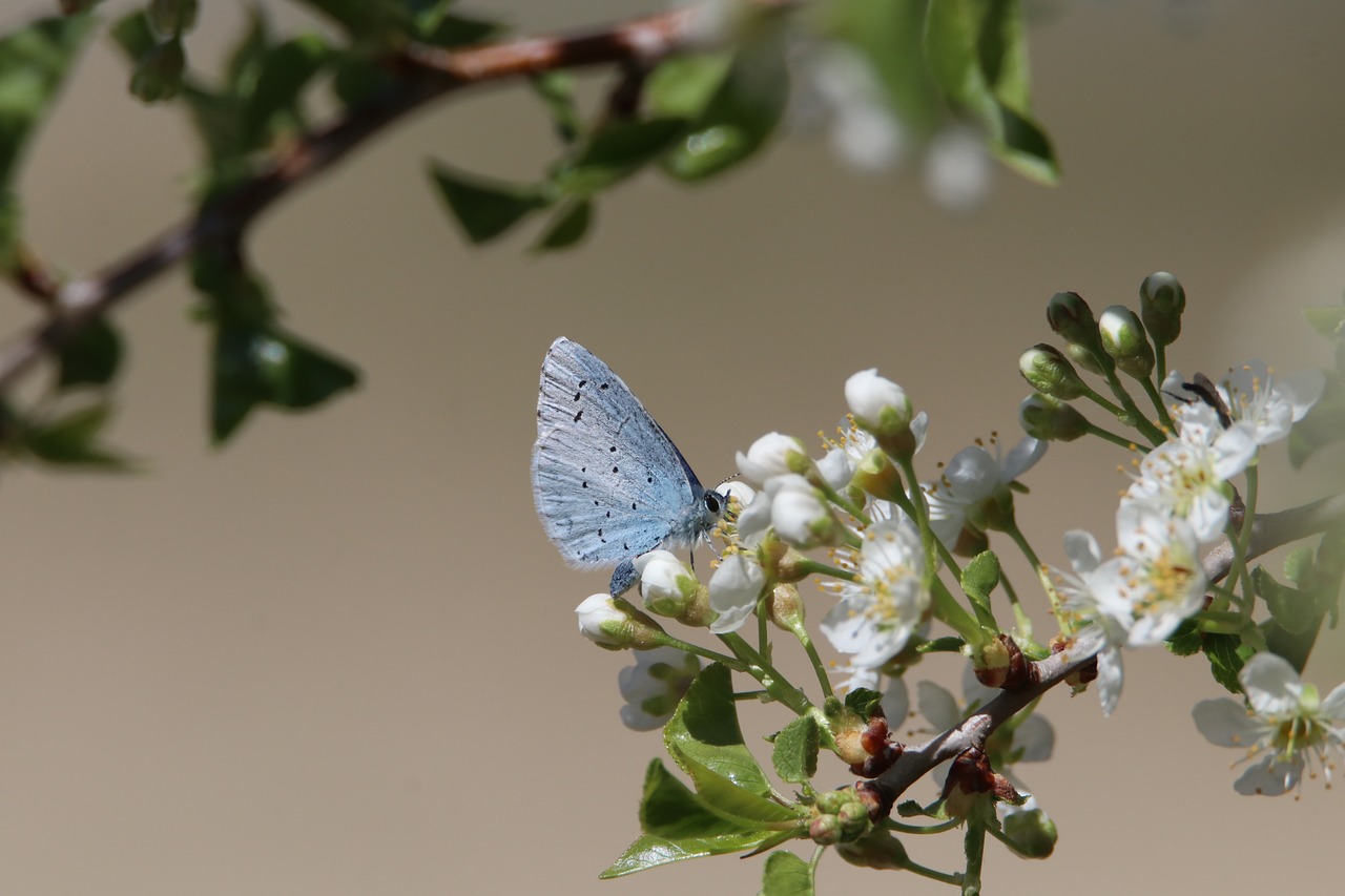 Investir dans la richesse de la biodiversité