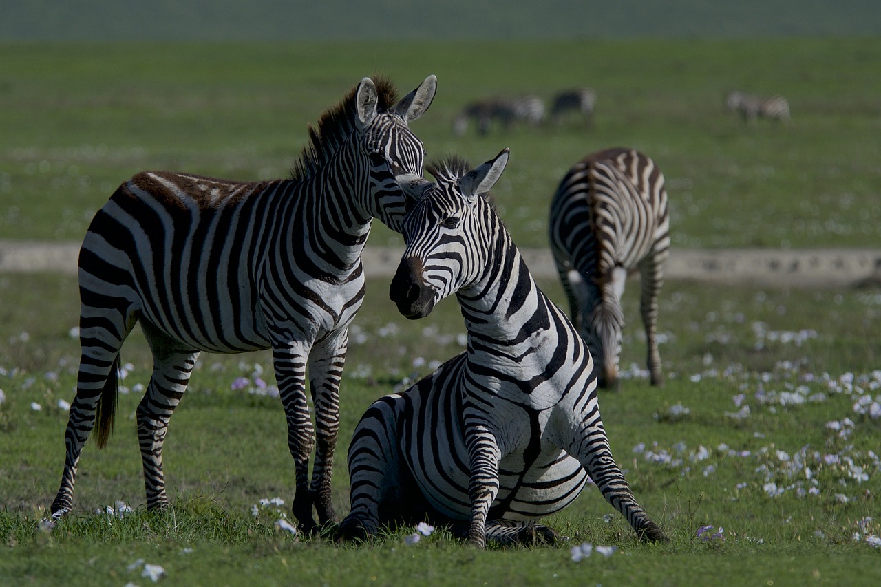 L’éducation à la biodiversité face aux défis climatiques