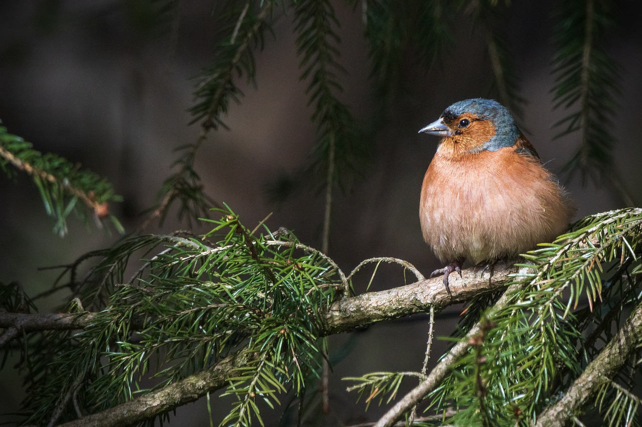 Quelles sont les initiatives pour protéger les forêts ?