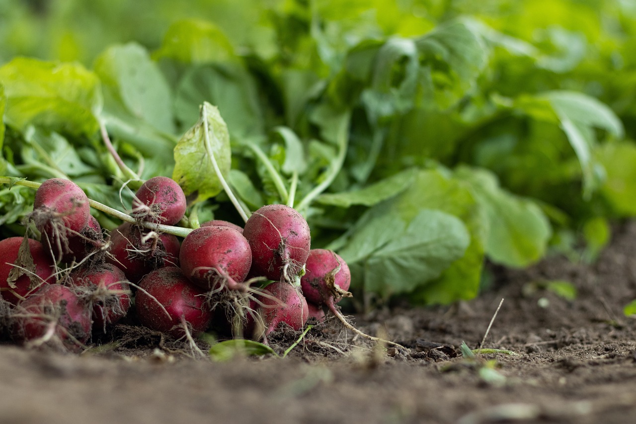 découvrez l'univers de l'agriculture : pratiques durables, innovations technologiques et impact sur l'environnement. explorez les défis et opportunités du secteur agricole pour un avenir meilleur.